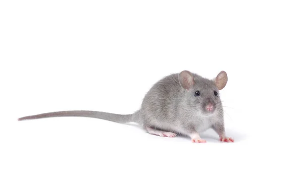 Rato isolado em branco — Fotografia de Stock