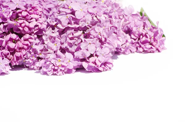 Lilac květiny izolované na bílém — Stock fotografie