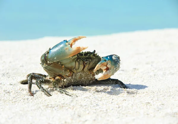 螃蟹的沙滩上 — 图库照片