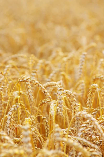 Goldenes Weizenfeld — Stockfoto