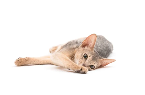 Gatinho abissínio bonito — Fotografia de Stock