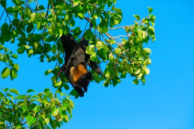 Ağaç dalında asılı yarasa