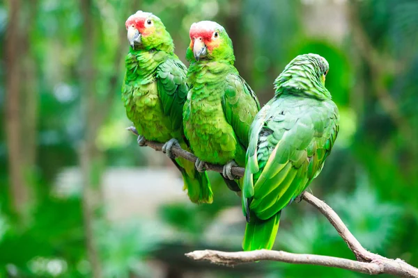 Яркие попугаи — стоковое фото