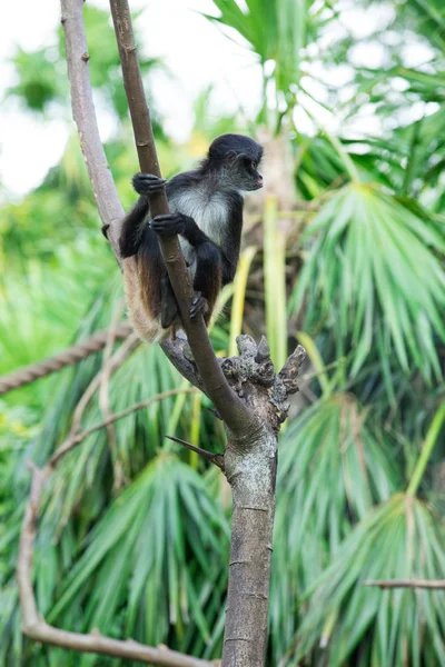 Belo macaco-aranha — Fotografia de Stock