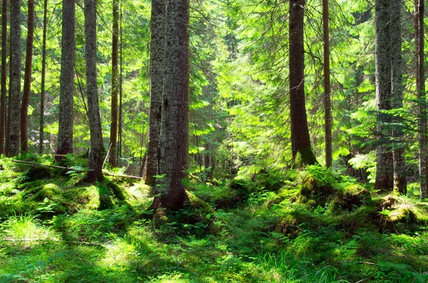 Vakker grønn skog – stockfoto