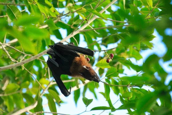 Murciélago colgando de una rama de árbol —  Fotos de Stock