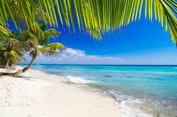 Karibikstrand und Palmen — Stockfoto