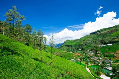 Çay plantasyon. Doğa arka plan