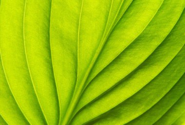 yeşil bir yaprağın dokusu 