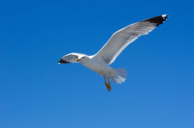 Sea gull içinde gök