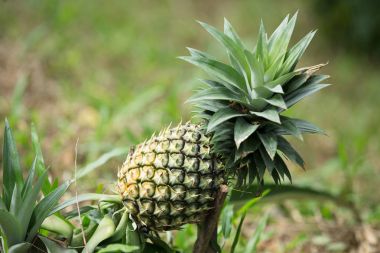 Ananas Meyve grubu 