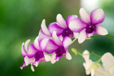 parlak orkide şube