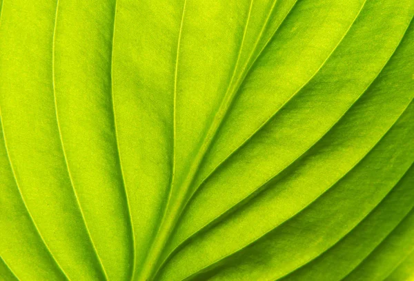 Textura de uma folha verde — Fotografia de Stock