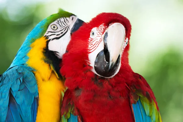 Papagaios Macaws coloridos — Fotografia de Stock