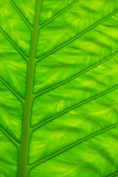 Grüne Blatttextur — Stockfoto