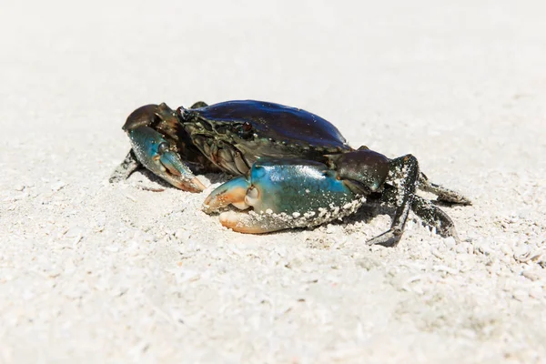 Närbild av krabba på stranden — Stockfoto