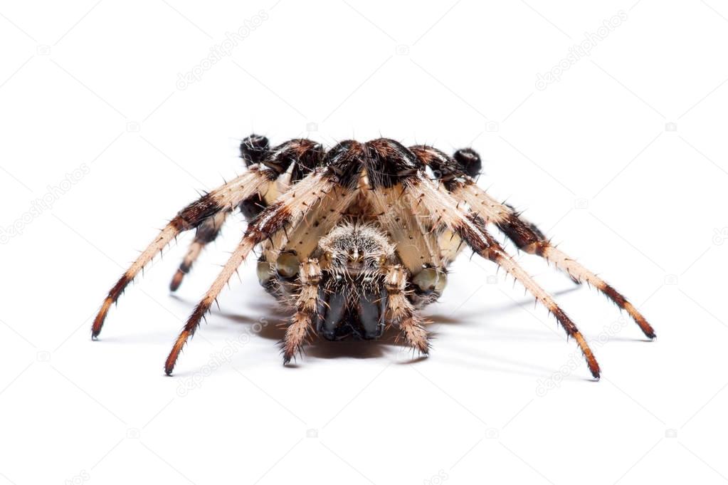 close up of spider on a white
