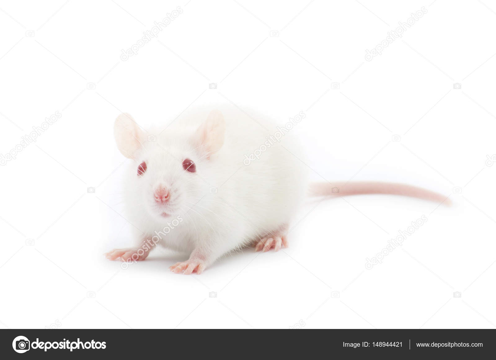 Cute white rat Stock Photo by ©Pakhnyushchyy 148944421