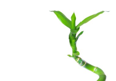 Yeşil Bambu izole