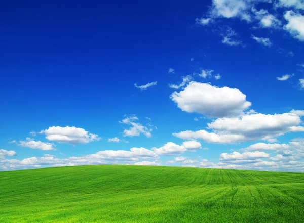 Campo verde e céu azul — Fotografia de Stock