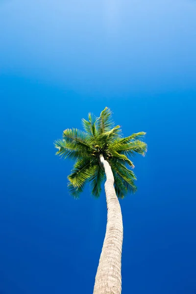 Mavi gökyüzüne karşı palmiye ağaçları — Stok fotoğraf