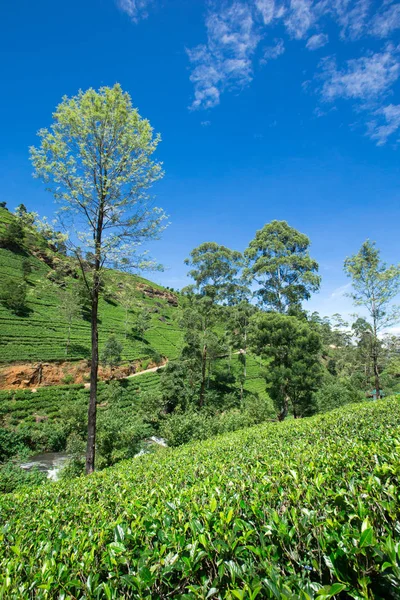 Çay plantasyon. Doğa arka plan — Stok fotoğraf