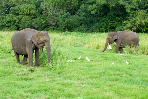 Un jeune éléphant juste à côté d'un adulte . — Photo
