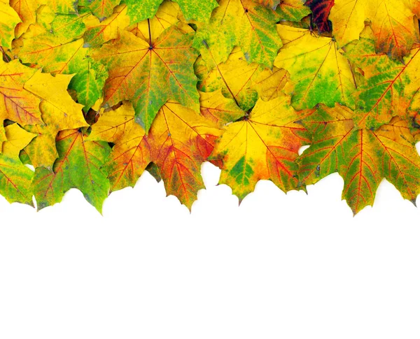 Foglie d'acero autunnale — Foto Stock