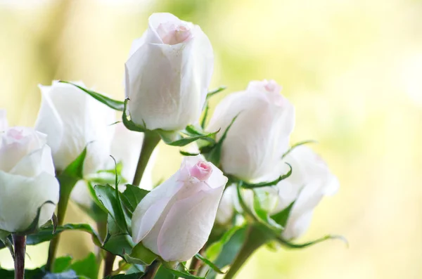 Primo piano di rose bianche — Foto Stock