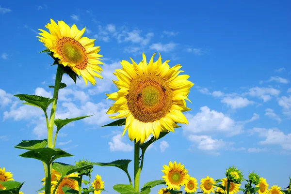 Heldere zonnebloemen veld — Stockfoto