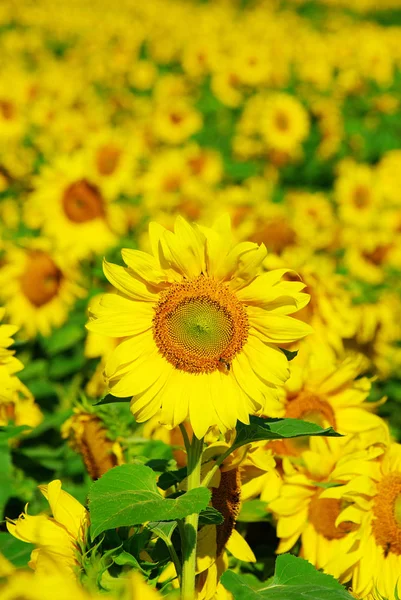 Heldere zonnebloemen veld — Stockfoto
