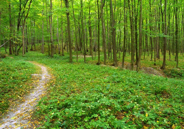 En stig finns i den gröna skogen — Stockfoto