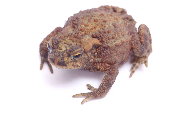 Grenouille verte isolée — Photo