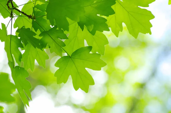 Folhas verdes fundo — Fotografia de Stock