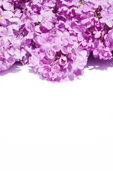Flores de color lila aisladas — Foto de Stock