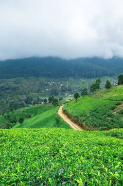 Çay plantasyon. Doğa arka plan