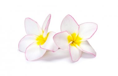 iki çiçek frangipani