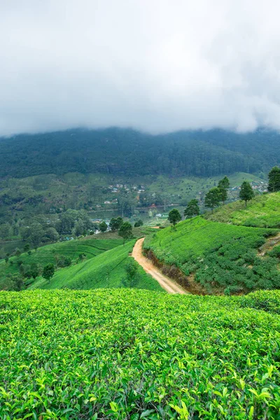 Plantación de té. Fondo de naturaleza —  Fotos de Stock