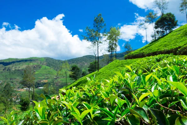 Plantación de té. Fondo de naturaleza —  Fotos de Stock