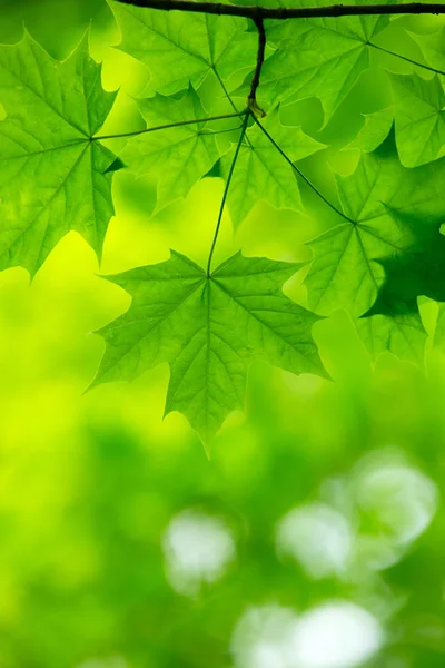 Fondo verde natural — Foto de Stock