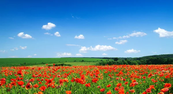 Mák Květiny proti modré obloze — Stock fotografie