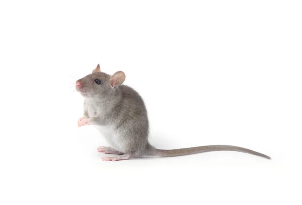 Cute grey rat — Stock Photo, Image