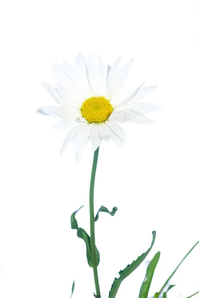 White chamomile flower — Stock Photo, Image