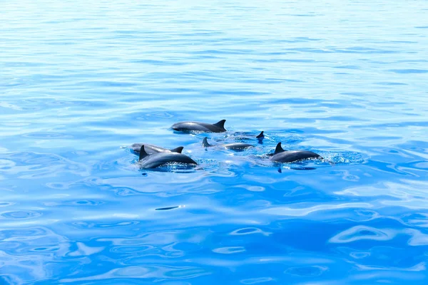 Aquatic happy dolphins — Stock Photo, Image