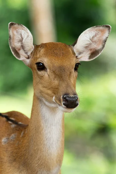 Szef Jeleń whitetail — Zdjęcie stockowe