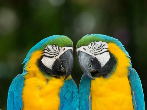 Par av färgglada Aror papegojor — Stockfoto