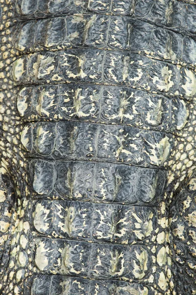 Textur der Krokodilhaut — Stockfoto