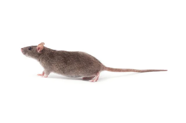 Schattig grijze rat — Stockfoto