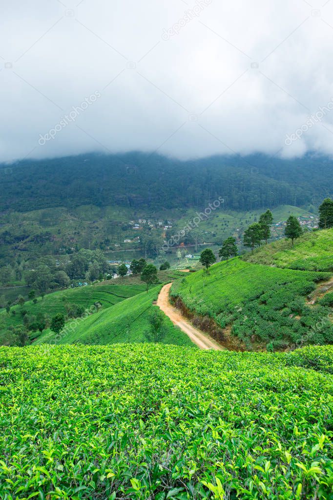 Tea plantation. Nature background