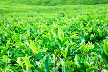 Çay plantasyon. Doğa arka plan